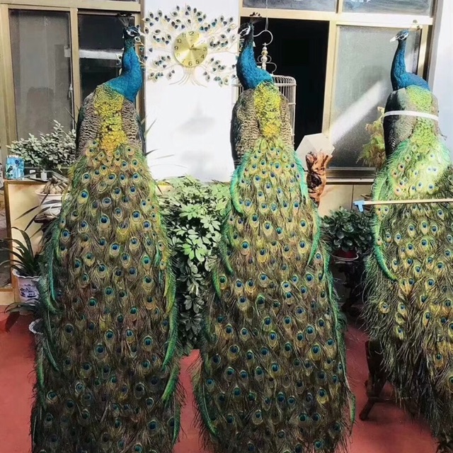 Chim Công Tiêu Bản