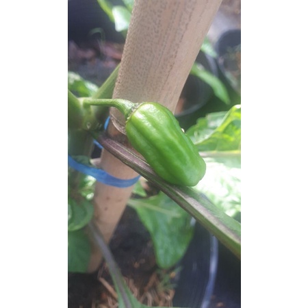 10 HẠT GIỐNG ỚT HABANERO RED1