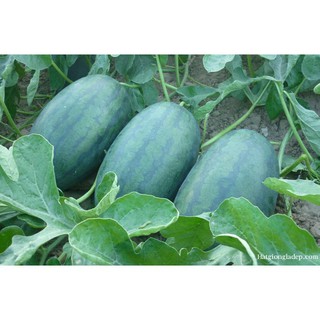 Hạt Giống Dưa Hấu F1