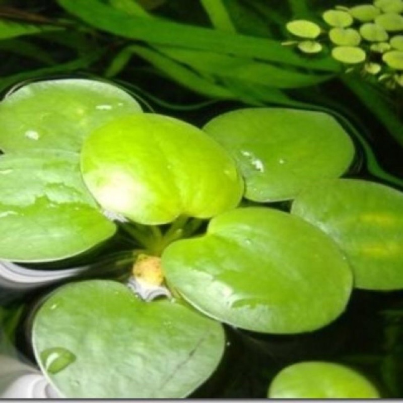 Bèo nhật thuỷ sinh cây thuỷ sinh