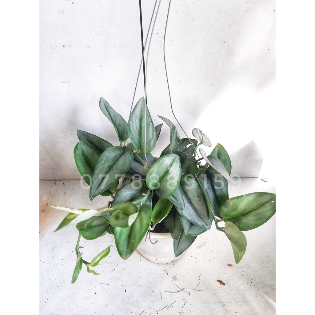 Cây trầu bà moonlight