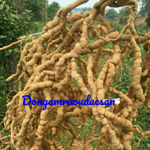 Ba kích tím chuẩn hàng Việt Nam [1kg]