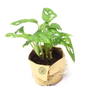 CÂY TRẦU BÀ LỖ / ADANSONII MONSTERA