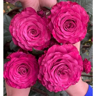 Hoa hồng Variety Imformation Rose - màu tím đậm quyến rũ