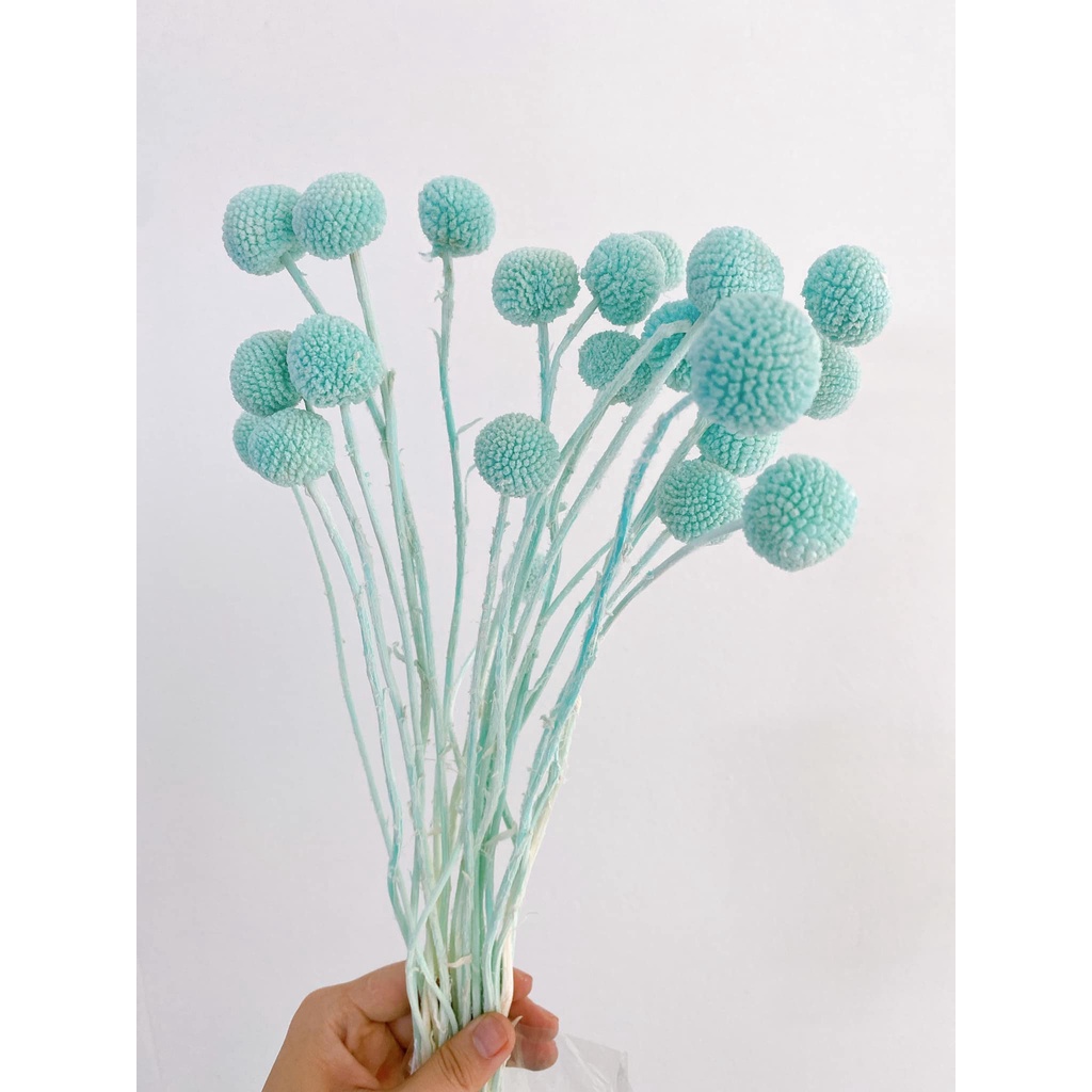 HOA CÚC NÚT ÁO  - hoa cúc - decor- bình hoa- hoa khô trang trí cafe, trà chanh, trà sữa, quán ăn-