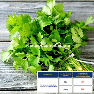 20GR - HẠT GIỐNG RAU NGÒ