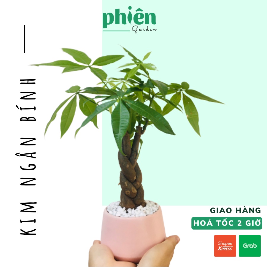 Cây Kim Ngân thắt bím, Kim Ngân nơ để bàn kèm chậu gốm tráng men