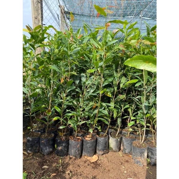 Cây hoa mai dảo cánh xoáy hoa kép