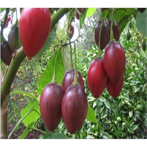 Hạt giống cà chua thân gỗ tamarillo 10 hạt - TẶNG 5 viên nén ươm hạt giống - HGT