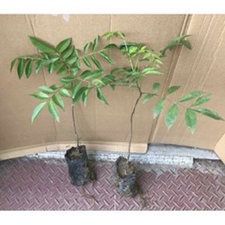 Combo 2 cây giống cây mắc mật , cam kết giống chuẩn f1
