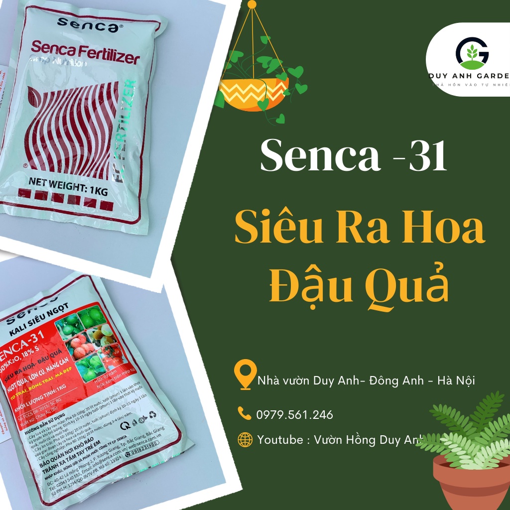 Phân bón lá NPK Senca 31 Siêu Kali gói 1kg giúp cây siêu ra hoa đậu quả quả ngọt lớn củ nặng cân trái to đẹp