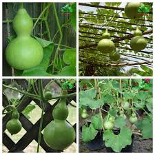 HẠT GIỐNG BẦU HỒ LÔ