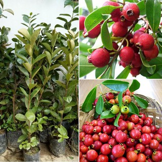 Cây ổi  sim nhật giống  cao 50cm