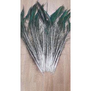 lông công - lông rìa 80cm loại 1