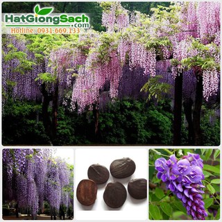 [HOT] Hạt giống Hoa Tử Đằng cây leo giàn (3 hạt)