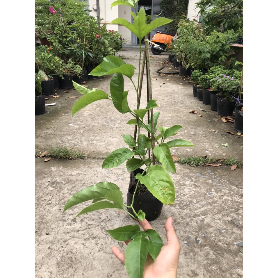 Caykiengsadec 2 cây chanh dây cây leo cây ăn trái