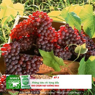 Hạt giống Nho pháp