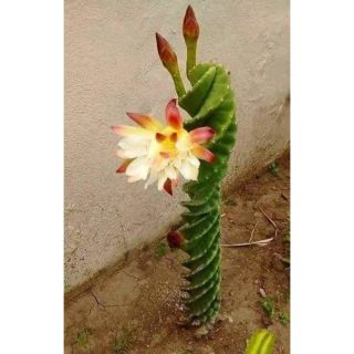 Xương rồng hoa hồng (xương rồng xoắn)
