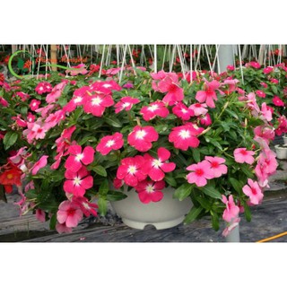 Gói 50 hạt giống hoa dừa cạn rủ nhiều màu sắc