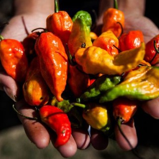 Hạt giống ớt siêu siêu cay Ghost Chilli Nhập khẩu Thái Lan - Nguyên gói 100 hạt