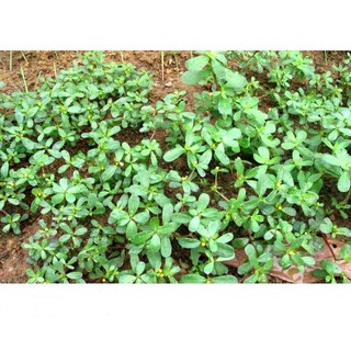 Hạt Giống Rau Sam 1gr