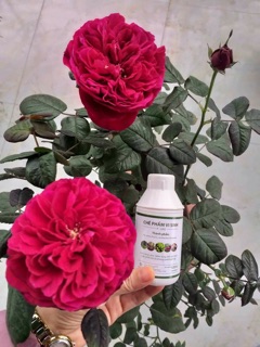 Chế phẩm vi sinh P-GRO cho hoa Hồng và cây cảnh