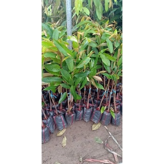 TĂNG TỐC HEO-Siêu Tăng Trọng Số 1