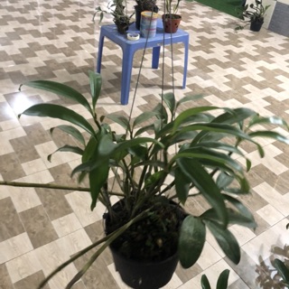 kiều vàng chậu khủng siêu to