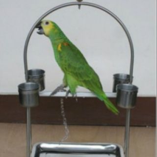 Cầu đứng inox có đế cho vẹt