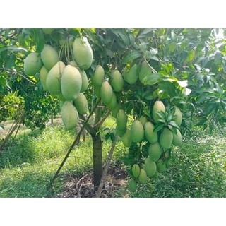 Xoài  tứ quý.