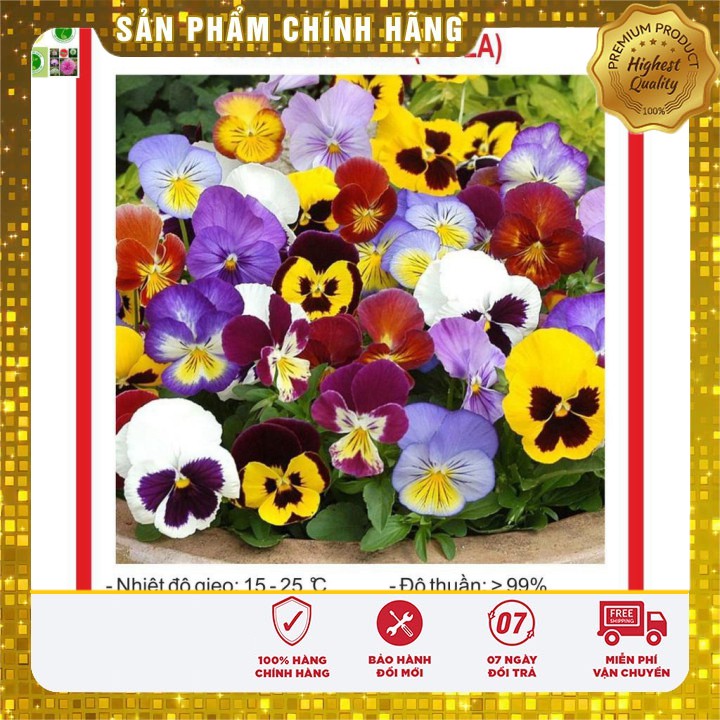 Hạt Giống Hoa Pansy Mix 100 Hạt