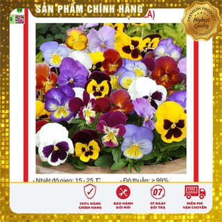 Hạt Giống Hoa Pansy Mix 100 Hạt