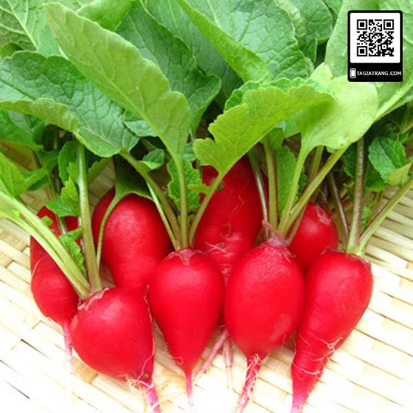[Bán sỉ] - Hạt giống củ cải đỏ cherry (củ cải đỏ tí hon)