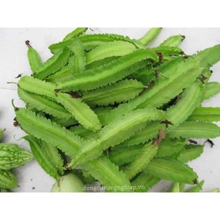 Đậu Rồng Cao Sản RĐ 02 - Rạng Đông