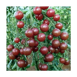 [HOT] Hạt Giống Cà Chua Bi Socola - 5 hạt