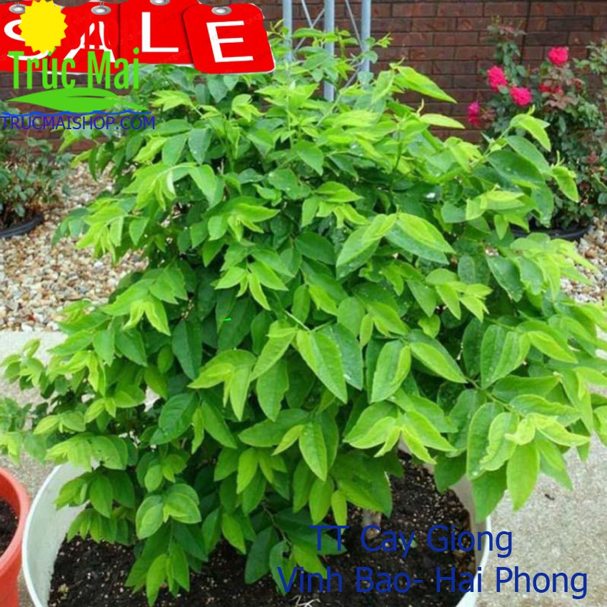 Khóm 10 Gốc cây rau ngót dinh dưỡng lá to thu hoạch quanh năm ✅ Vườn hoa giống VBHP