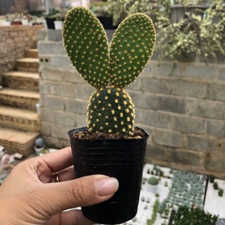 Xương rồng tai thỏ