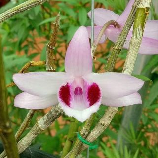 Phi điệp mắt đỏ