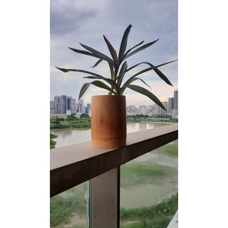 10 CỐC TRE TRỒNG CÂY CAO 12 CM