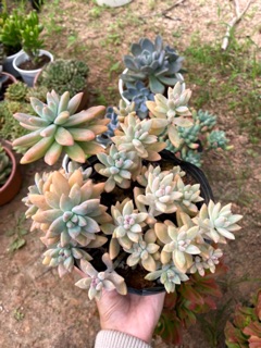 SEN ĐÁ PHA LÊ HỒNG BỤI LỚN 15-18CM