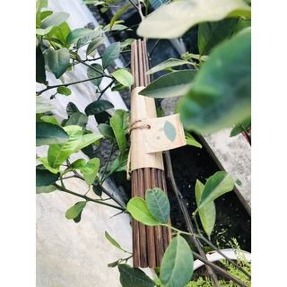 Đũa buông bình thuận/ bó 10 đôi