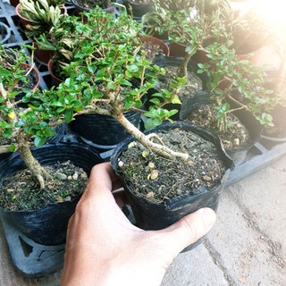 [bonsai mini] Sam hương mini