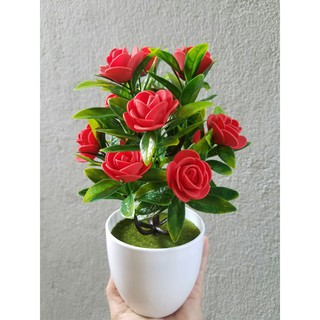 Chậu hoa hồng xinh trang trí