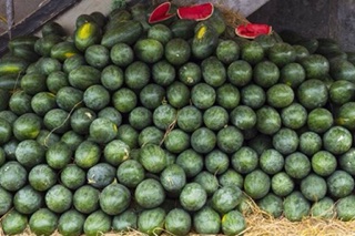 Hạt giống Dưa Hấu RADO cao cấp, vỏ mỏng, thịt ngọt, dễ trồng