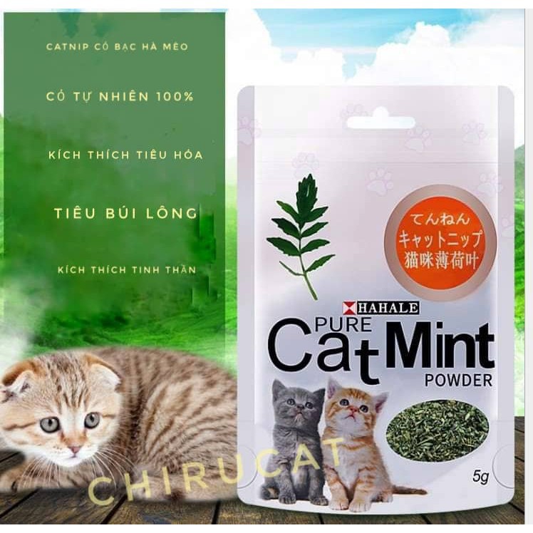 Cỏ bạc hà (Catmint) điều trị chứng biếng ăn cho mèo