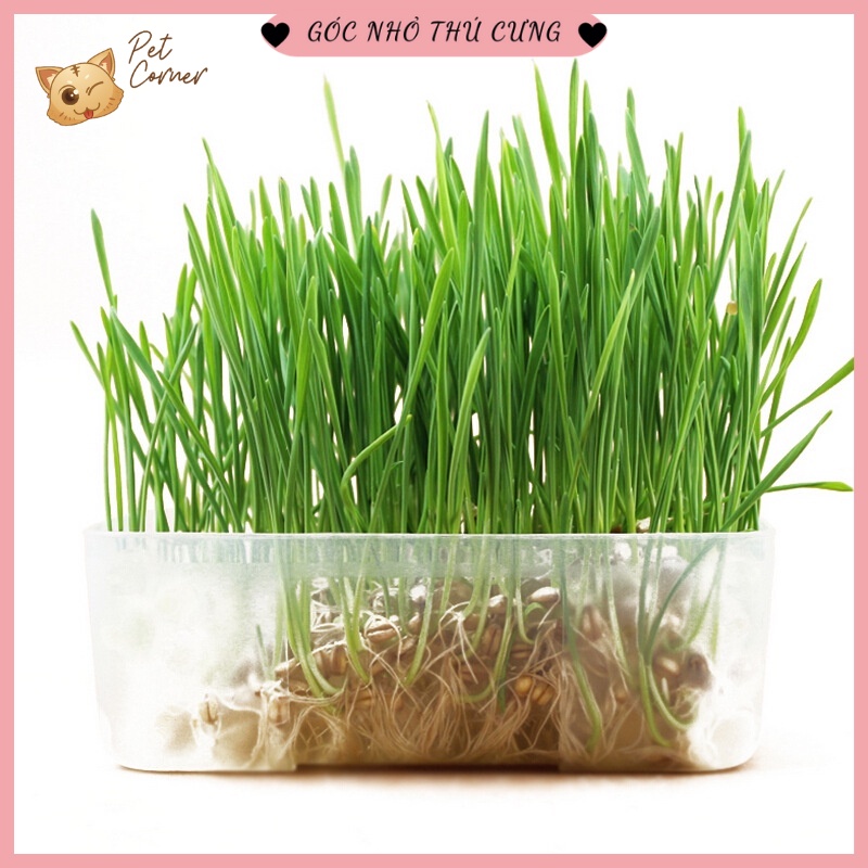 Bộ kit tự trồng cỏ lúa mạch tươi cho mèo (Hộp 100g)
