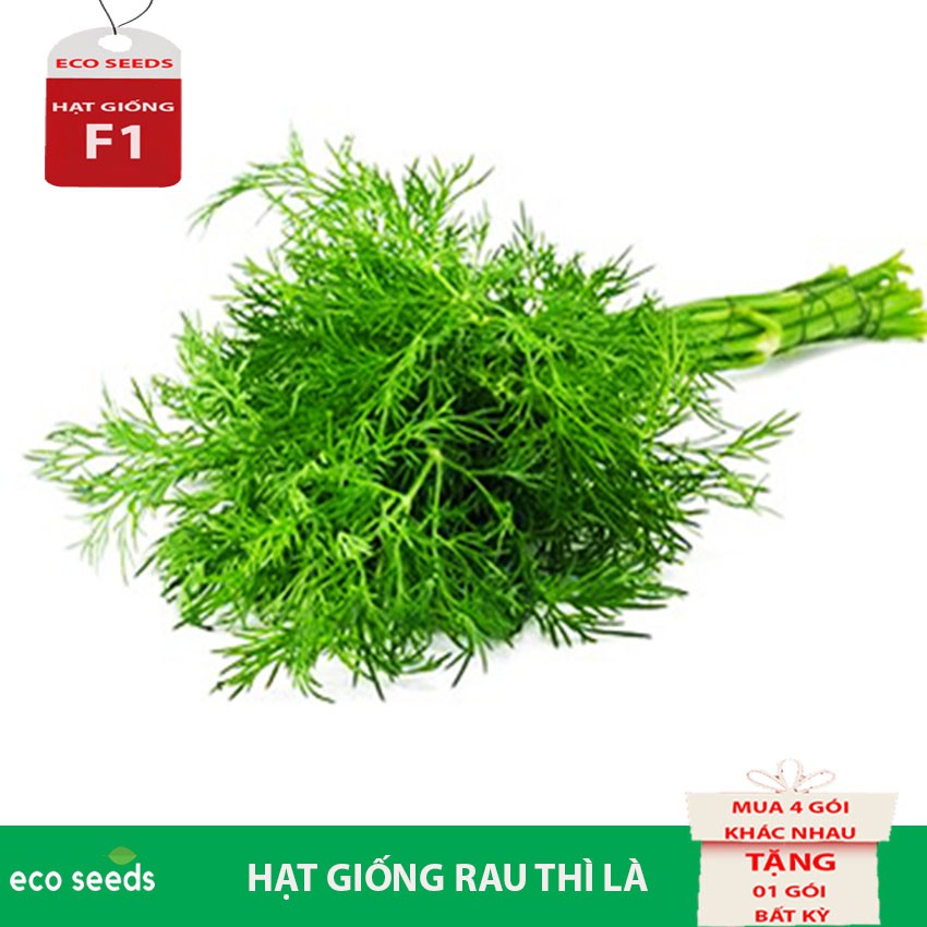 [SALE 50%] Hạt giống Rau Thì Là G3 Eco seeds KLT 20g