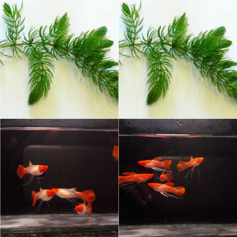 5OO gram Lá Bàng Khô Cắt Sợi rất - lá khô nên rất nhiều