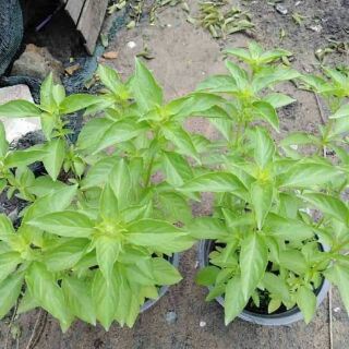 Hạt Giống Lá É Trắng/ Rau Thơm Sả (2GR) - Dễ Trồng, Thơm Ngon - MUA 3 TẶNG 1 CÙNG LOẠI