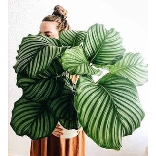Calathea orbifolia - Cây đuôi công táo xanh